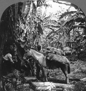Banán betakarítás, Costa Rica, 1909 alkotó: Unbekannt