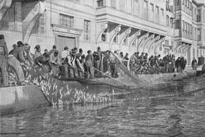 15 000 halból álló Grippo vontatása az Emirgianban a Boszporuszon, c1901, 1903 alkotó: Unbekannt