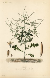Sövénymustár, Sisymbrium officinale, Erysimum officinale, Velar alkotó: Unbekannt