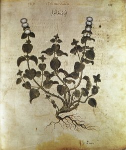 Gyógynövények Borsmenta (plant de menthe), 6. század alkotó: Unbekannt