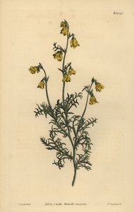 Hermannia confusa (finomlevelű hermannia, Hermannia tenuifolia) alkotó: Unbekannt