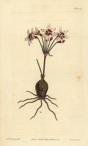 Hessea cinnamomea (Csillogó virágú strumaria, Strumaria crispa) alkotó: Unbekannt