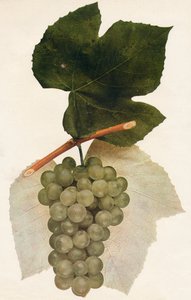 Hidalgo, 1908. alkotó: Unbekannt