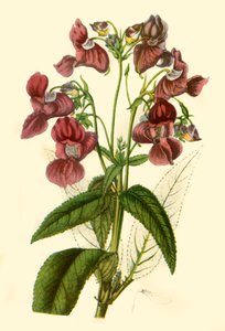 „Himalájai balzsam: Impatiens Glandulifera”, 1840, 1944. alkotó: Unbekannt