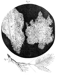 Hookes-megfigyelések a parafa sejtszerkezetéről és egy szál érzékeny növényről, 1665 alkotó: Unbekannt