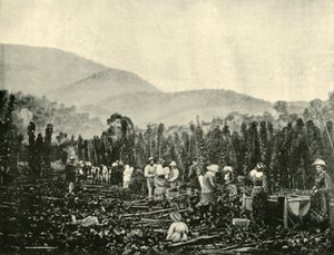 Komlószedés Tasmániában, 1901. alkotó: Unbekannt