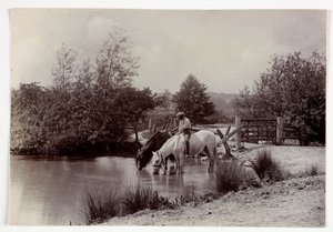 Lovak isznak a tóban, 1890 alkotó: Unbekannt