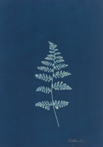 Hothocleana, c. 1850-es évek. alkotó: Unbekannt