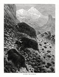 Vadászat a pézsmaökörre, 1877 alkotó: Unbekannt