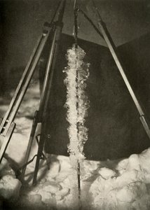 Jégkristályok alakultak ki egy halcsapda vonalán, c1908, 1909 alkotó: Unbekannt