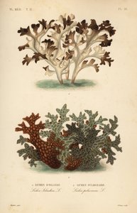 Izlandi moha, Cetraria islandica, Lichen d