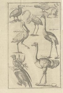Illustrasjon hentet fra boken A Vorgebürges des Guten Hope és hottentotjaik leírása av Kolb, Peter og utgitt av bey Peter Conrad Monath (de, 1745) alkotó: Unbekannt