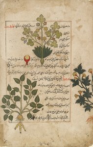 Illusztrált dupla fólia, amely bogáncsot és más gyógynövényeket ábrázol, 1595 alkotó: Unbekannt