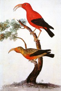 Illusztráció/Iiwi/Iwi/Scarlet honeycreeper/Scarlet Hawaiian Honeycreeper alkotó: Unbekannt