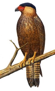 Illusztráció/Polyborus lutosus alkotó: Unbekannt