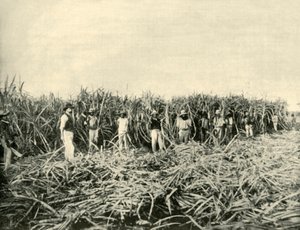Egy queenslandi cukorültetvényben, 1901. alkotó: Unbekannt