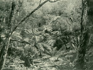 A Dandenong-hegységben, 1901. alkotó: Unbekannt