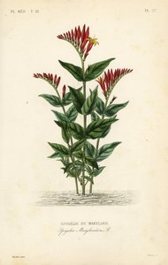 Indiai rózsaszín vagy erdei rózsaszín gyökér, Spigelia marilandica, Spigelia marylandica, Spigelie du Maryland alkotó: Unbekannt
