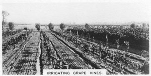 Szőlőtőkék öntözése, Ausztrália, 1928 alkotó: Unbekannt