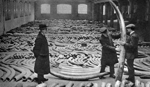 Elefántcsont-szállítmány, Royal Albert Dock, London, 1926-1927 alkotó: Unbekannt