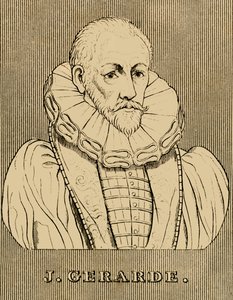 J. Gerarde, c1545-1612, 1830. alkotó: Unbekannt