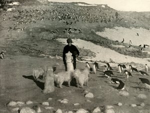 Joyce and the Dogs in the Penguin Rookery, c1908, 1909. alkotó: Unbekannt