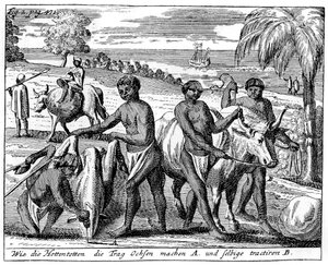 Khoikhois betörő ökrök, Dél-Afrika, 18. század 1931 alkotó: Unbekannt