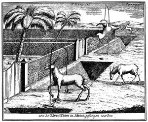 Khoikhois csapdába ejtő antilop, Dél-Afrika, 18. század, 1931 alkotó: Unbekannt