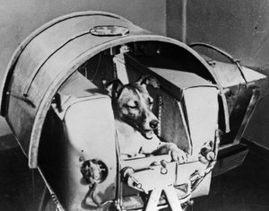 Laika, orosz űrhajós kutya, 1957 alkotó: Unbekannt