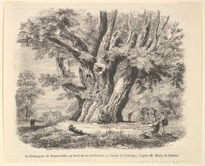 Neuve-Celle gesztenyefa a Genfi-tó partján, Daubigny után, 1835-78. alkotó: Unbekannt