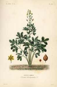 Leontice, Leontice leontopetalum, Leontice commune alkotó: Unbekannt
