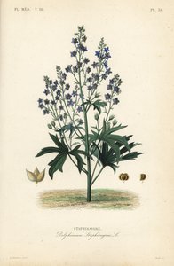Like-Bene és Stavessere, Delphinium Staphysagriae, Staphysagri alkotó: Unbekannt