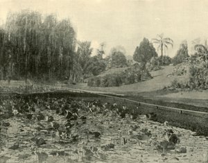 Lily Pond, Brisbane Botanikus Kert, 1901. alkotó: Unbekannt
