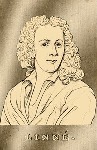 Linne, 1707-1778, 1830. alkotó: Unbekannt