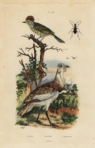 Kis barna túzok, Eupodotis humilis és hegyescsőrű, Oxyruncus cristatus alkotó: Unbekannt