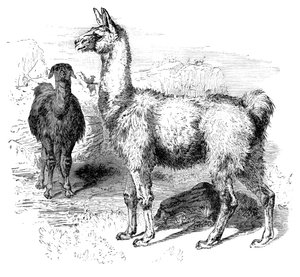 Flames, c1880 alkotó: Unbekannt