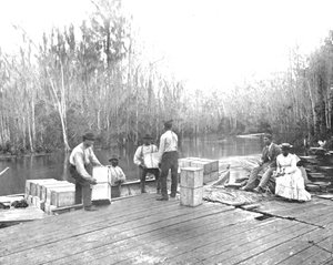 Narancs betöltése az Ocklawaha folyón, Florida, USA, 1900. alkotó: Unbekannt
