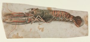 Homár, 1600-as évek. alkotó: Unbekannt