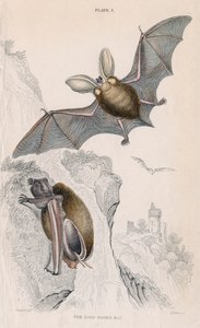 Hosszúfülű denevér Plectorus auritus, 1828 alkotó: Unbekannt
