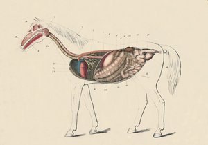 A ló hosszmetszete, c1879. alkotó: Unbekannt