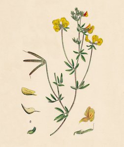 Lotus tenius. Slender Birds-foot Trefoil, 19. század alkotó: Unbekannt