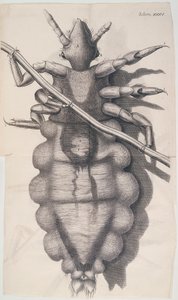 Emberi hajba kapaszkodó tetű a Hookes Micrographia-ban, 1665 alkotó: Unbekannt