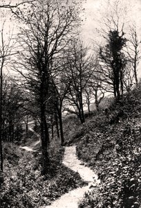 Lovers Lane, Fairlight, Hastings, Sussex alkotó: Unbekannt