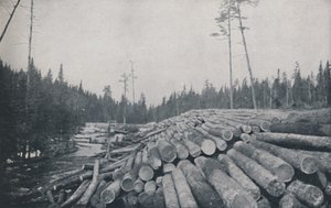 Fakitermelés, 1924 alkotó: Unbekannt