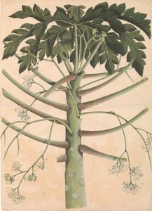Hím papayafa, kb. 1790-1800. alkotó: Unbekannt