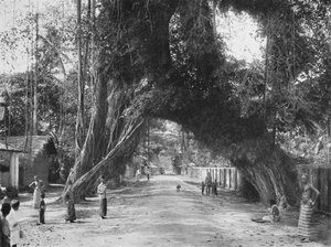 Festői öreg fügefa Ficus indica a Colombo-Galle úton, Kalutara közelében, 1926 alkotó: Unbekannt