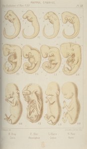 Emlős embriók, 1905 alkotó: Unbekannt