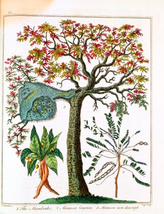 Mandragóra, érzékeny növény és akác, c1795 alkotó: Unbekannt