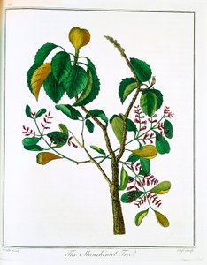 Manchineel fa Hippomane mancinella vagy Poison Guava, c1795 alkotó: Unbekannt