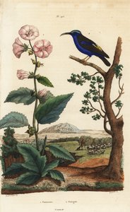 Mályvacukor, Althaea officinalis 1 és lila mézkasza, Cyanerpes caeruleus 2 alkotó: Unbekannt